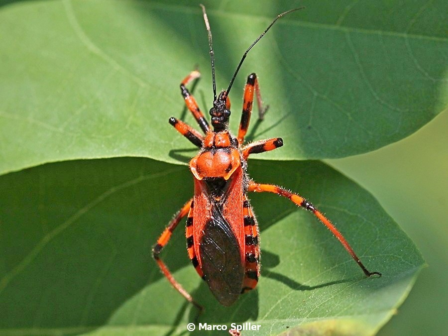 Rhynocoris a 360